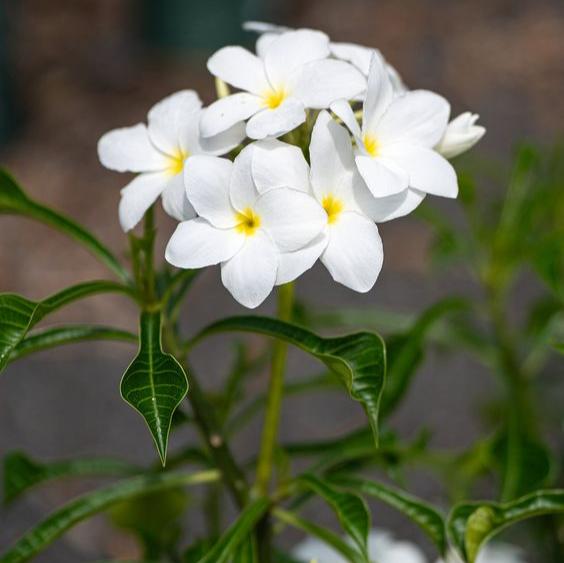 Plumeria White (Per Piece)