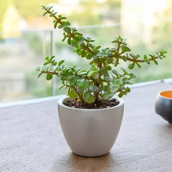 Jade plant (Per piece)