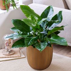 Philodendron X8 artificial plant (65cm)