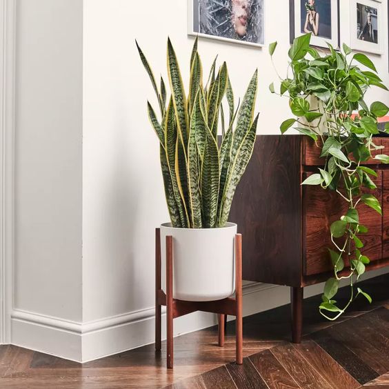 Snake Plant (Per Piece)
