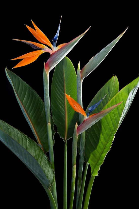 Crane Flower (Per Piece)