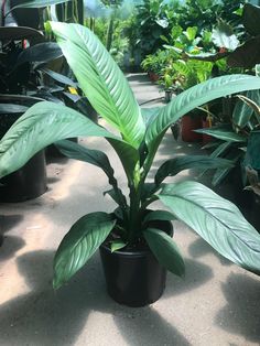 Spathe Artificial Plant (60cm)