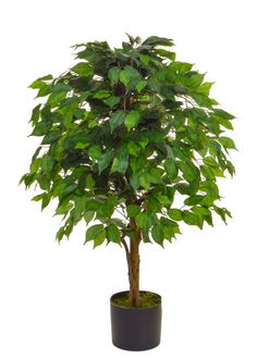 Quercus Artificial Plant (70cm)