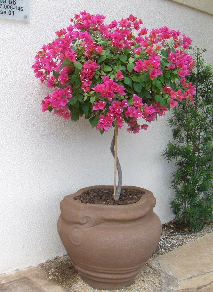 Bougainvillea (Per Piece)