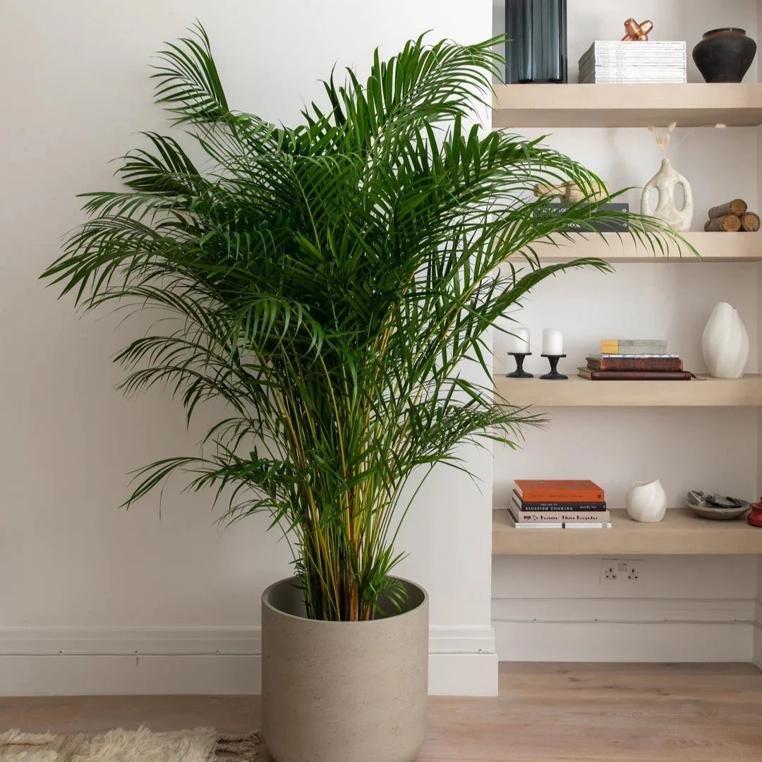Areca Palm (Per piece)