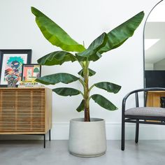 Banana Palm (Per Piece)