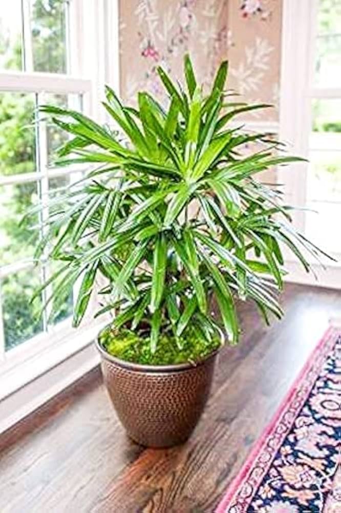 Raphis Palm (Per piece)