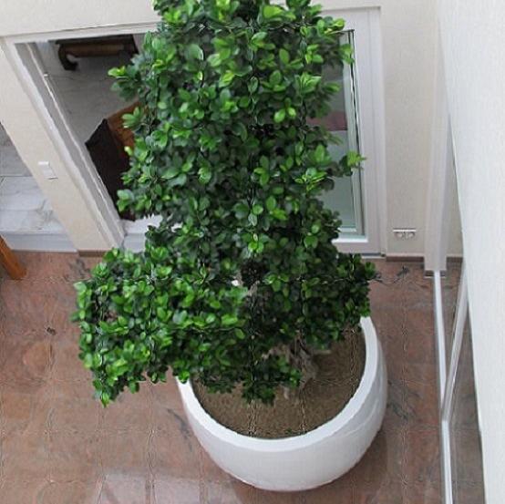 Panda Ficus (Per Piece)