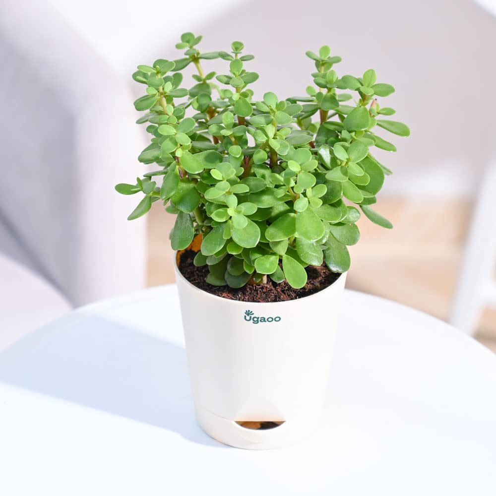 Jade plant (Per piece)