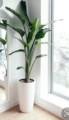 Banana Palm (Per Piece)