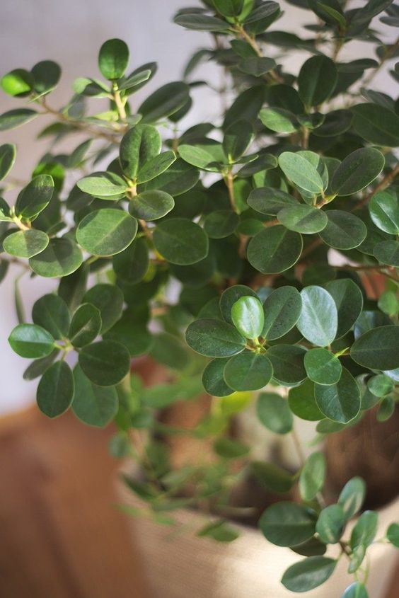 Panda Ficus (Per Piece)