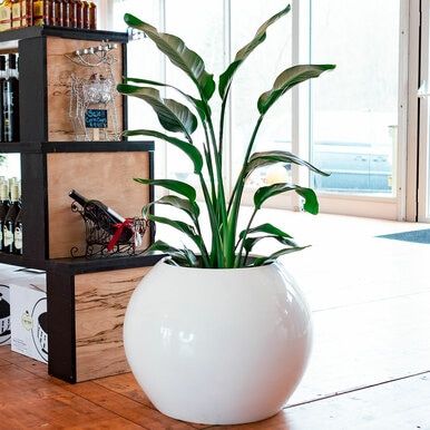 Spherical Planter (Per Piece)