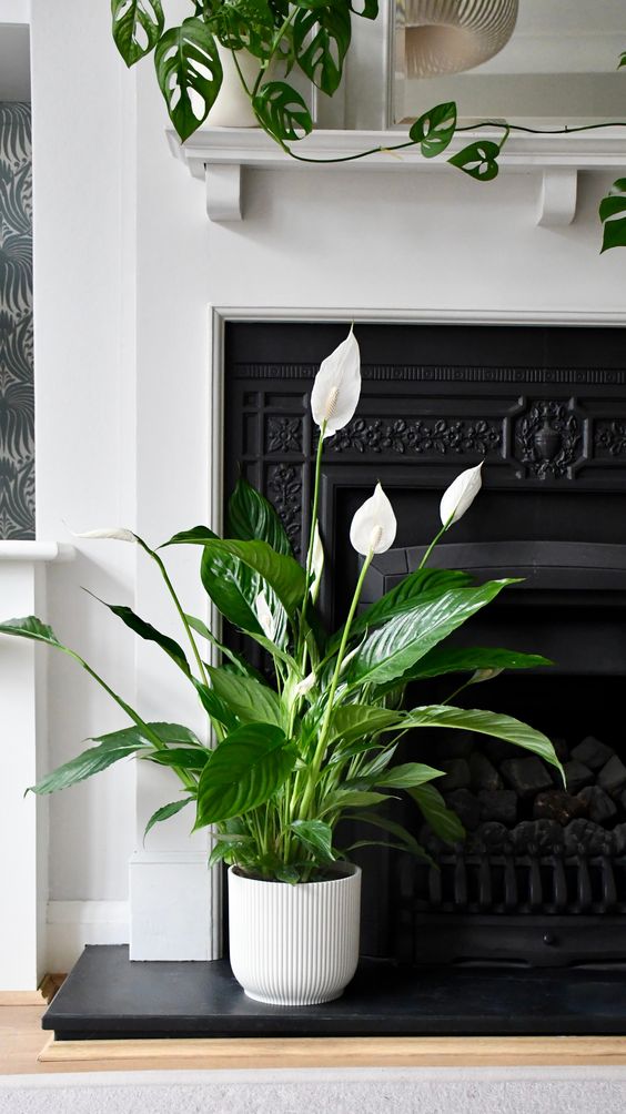 Peace Lily (Per Piece)