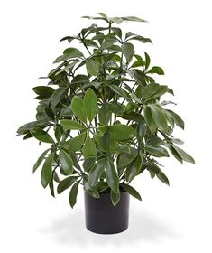 Schefflera Artificial Plant With Pot (60cm)
