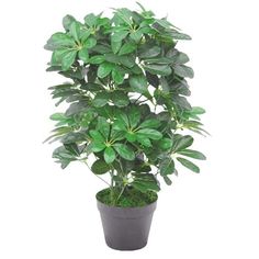 Schefflera Artificial Plant With Pot (60cm)
