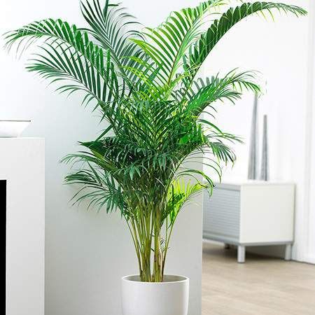 Areca Palm (Per piece)