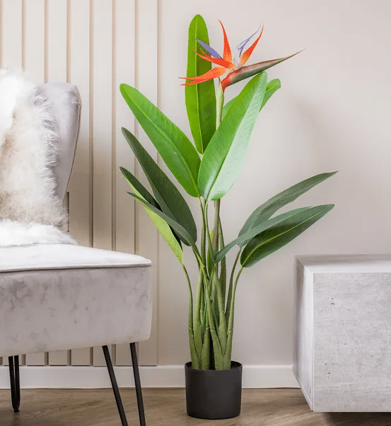 Bird of Paradise plant (Per piece)