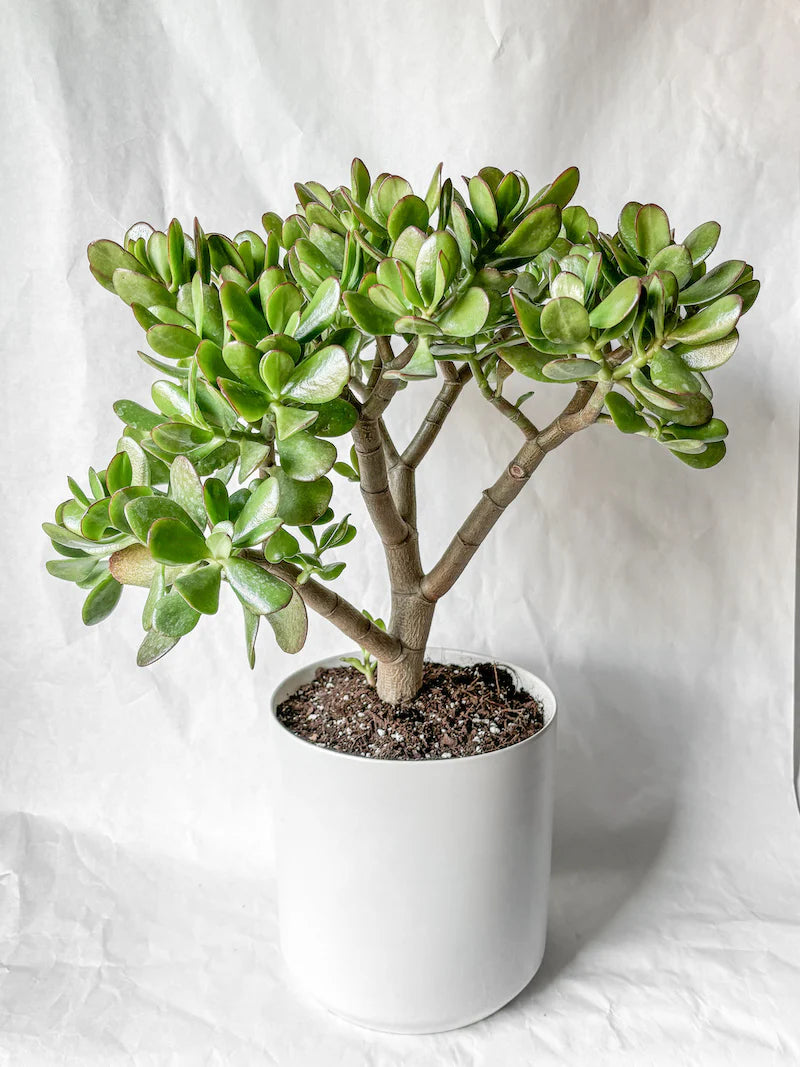 Jade plant (Per piece)