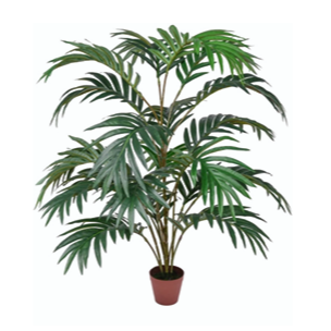Small Areca Plant (60cm)