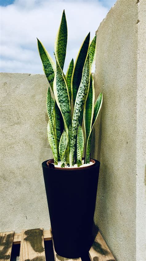 Snake Plant (Per Piece)