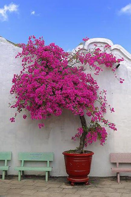 Bougainvillea (Per Piece)