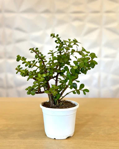 Jade plant (Per piece)