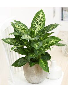 Diffenbachia Artificial Plant X5 (100cm)