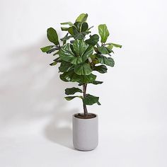 Fiddle Leaf Artificial Plant (120cm)
