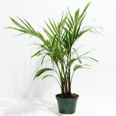 Small Areca Plant (60cm)