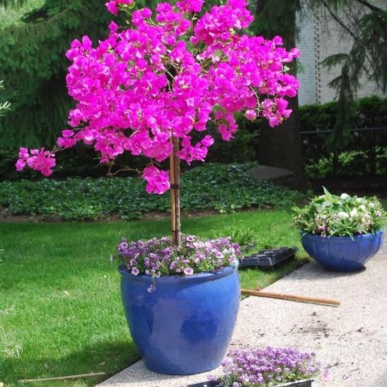 Bougainvillea (Per Piece)
