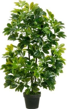 Schefflera Artificial Plant With Pot (60cm)
