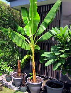 Banana Palm (Per Piece)