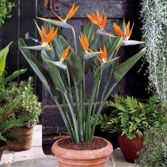 Crane Flower (Per Piece)