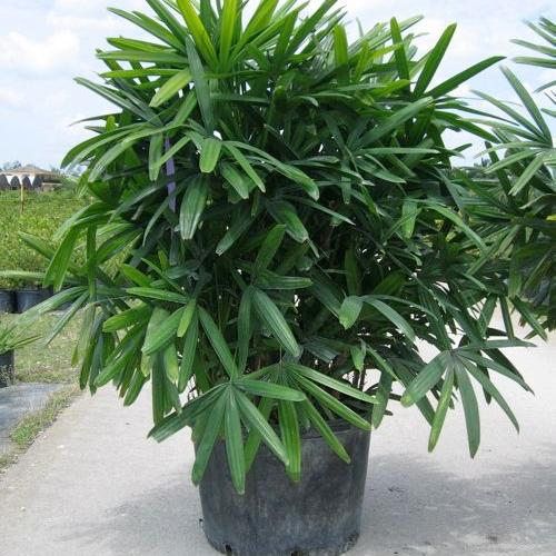 Broad Leaf Lady Palm (Per Piece)