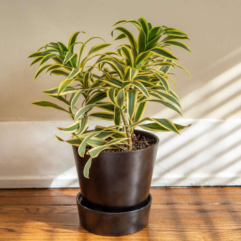 Song of India plant (Per piece)
