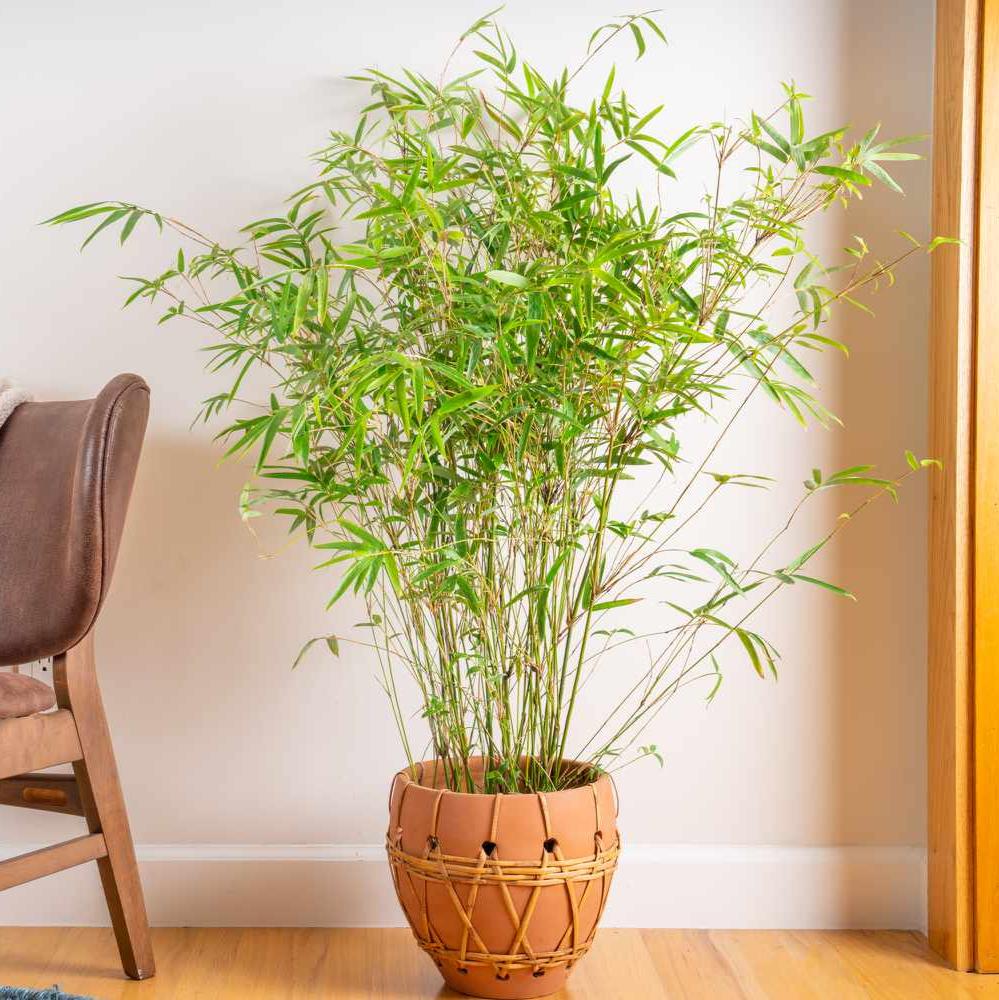 Bamboo Plant (Per piece)