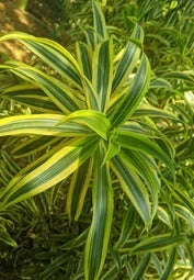 Song of India plant (Per piece)
