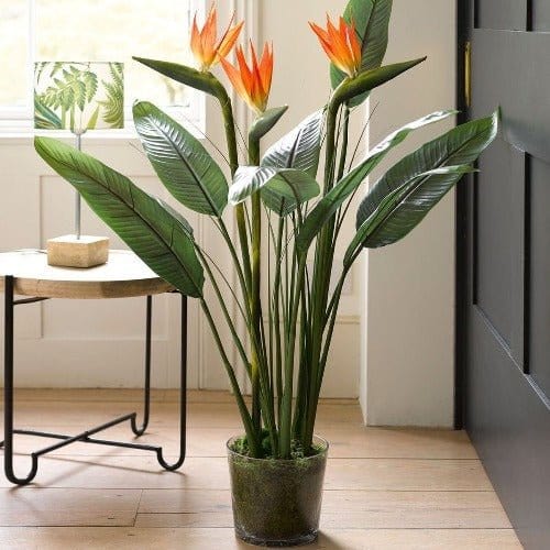Bird of Paradise plant (Per piece)