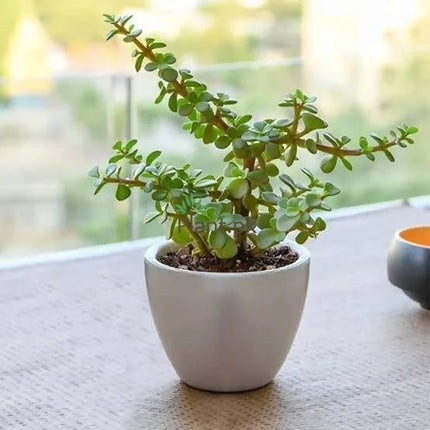 Jade plant (Per piece)