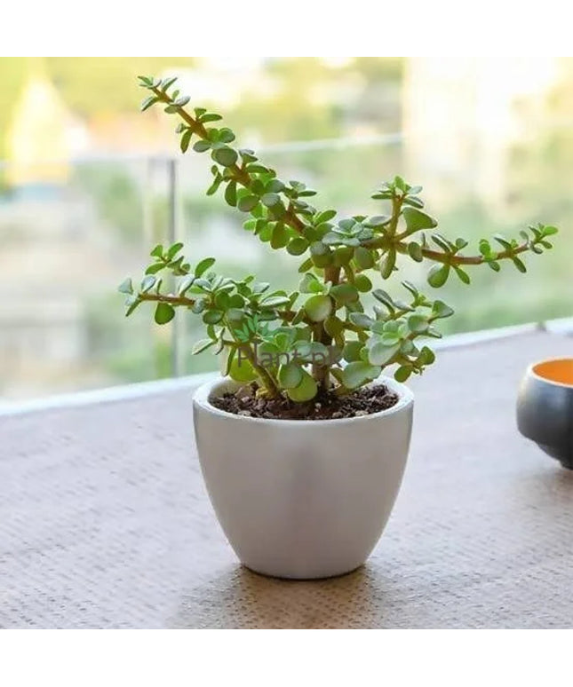 Jade plant (Per piece)