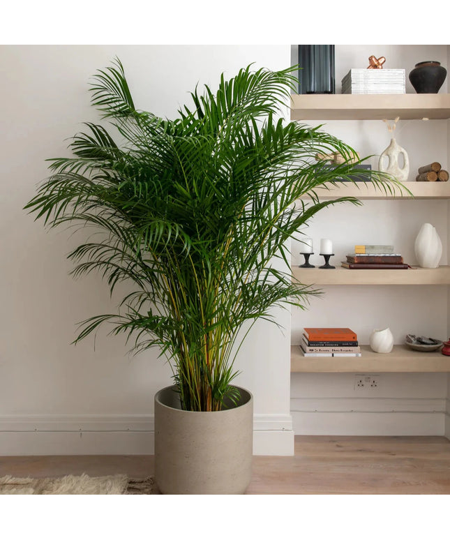 Areca Palm (Per piece)