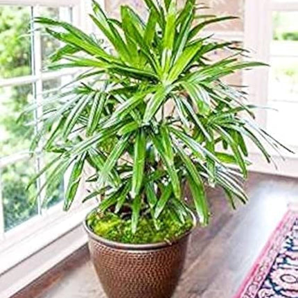 Raphis Palm (Per piece)