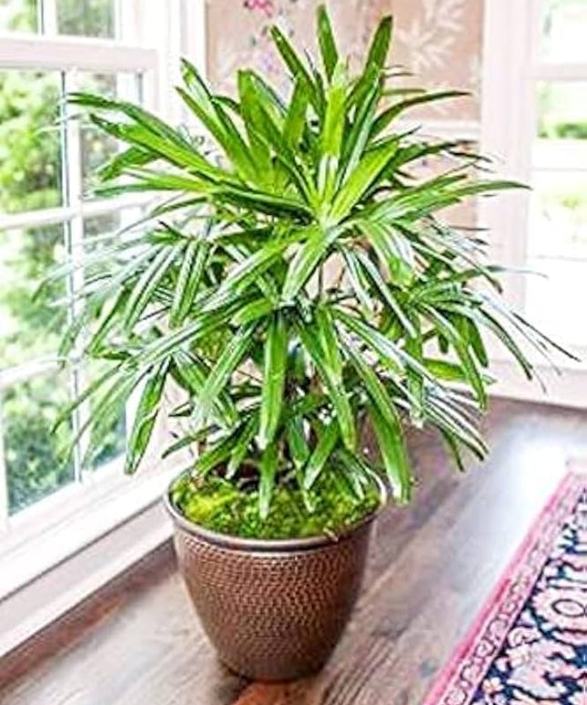 Raphis Palm (Per piece)