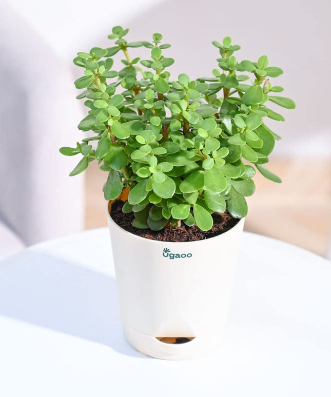Jade plant (Per piece)