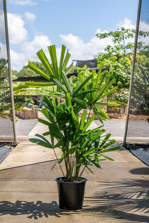 Broad Leaf Lady Palm (Per Piece)