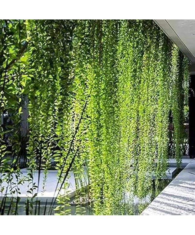 Curtain Creeper Plant (Per piece)