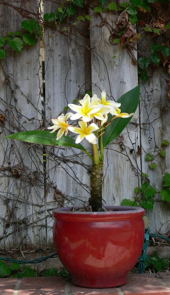 Plumeria White (Per Piece)