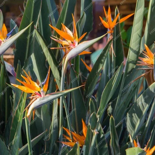 Bird of Paradise plant (Per piece)