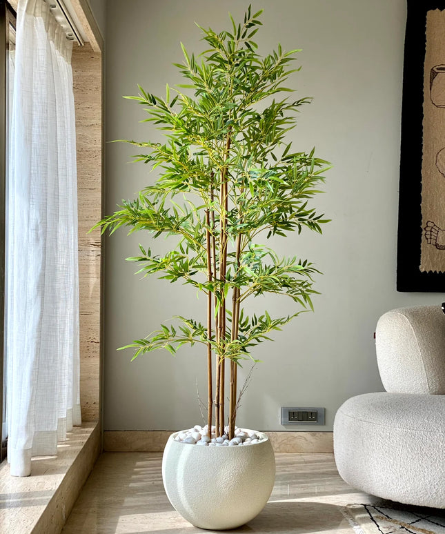 Bamboo Plant (Per piece)
