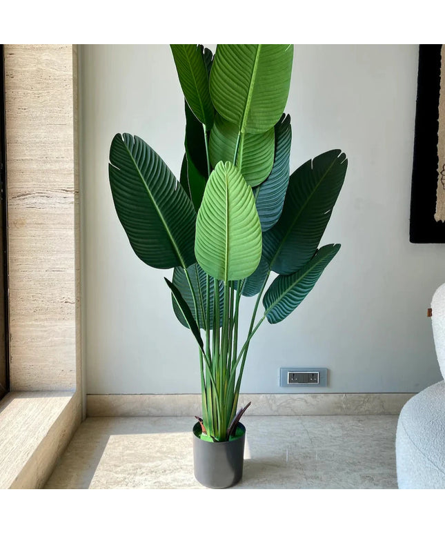 Travellers Palm (Per Piece)